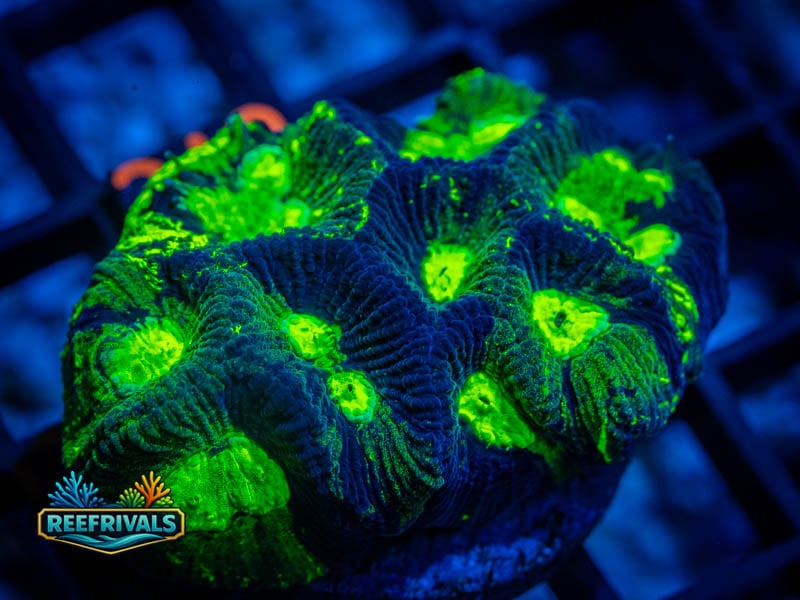 RVL Green Lantern Goniastrea (LG) coral image from ReefRivals, listed as Goniastrea sp. and LPS Fleshy