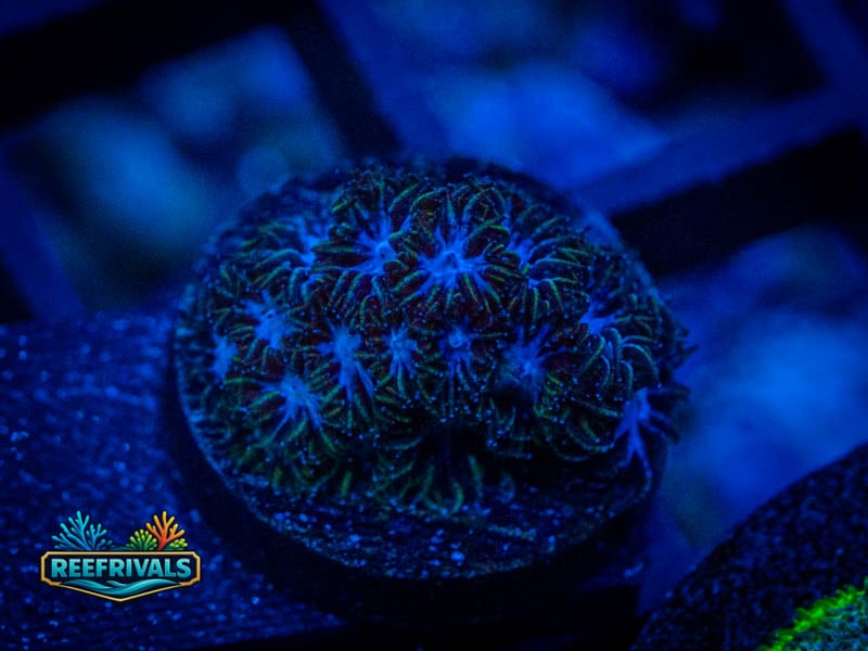 RVL Charlottes's Web Leptastrea coral image from ReefRivals, listed as Leptastrea sp. and Encrusting