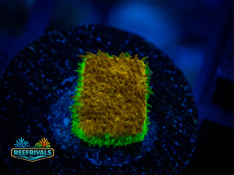 OC Watermelon Psammocora coral image from ReefRivals, listed as Psammocora sp. and Encrusting