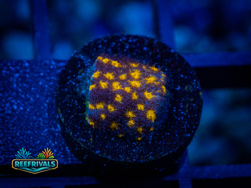 JF Outer Space Psammocora coral image from ReefRivals, listed as Leptastrea sp. and Encrusting