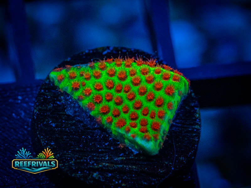 WWC The Grinchy Porites coral image from ReefRivals, listed as Porites sp. and SPS Branching