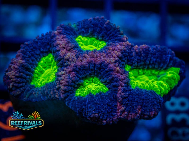 RVL Souls Like Favia coral image from ReefRivals, listed as Favia sp. and Favias