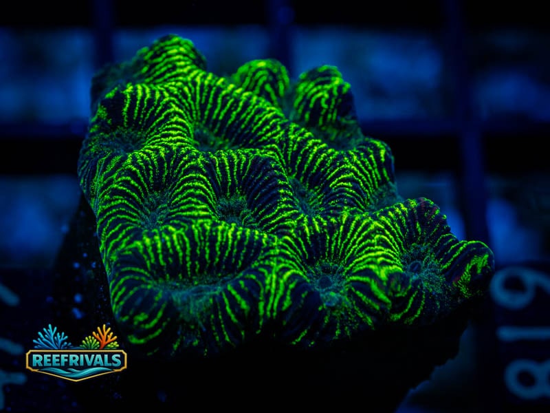 JF high Voltage Platy coral image from ReefRivals, listed as Platygyra sp. and LPS Fleshy