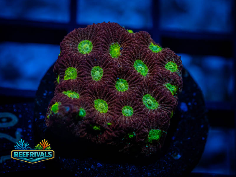 RVL Spicy Lemon Favia coral image from ReefRivals, listed as Favites sp. and Favias