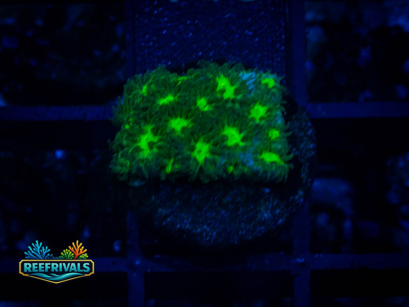 TSA Jade Leptastrea coral image from ReefRivals, listed as Leptastrea sp. and Encrusting