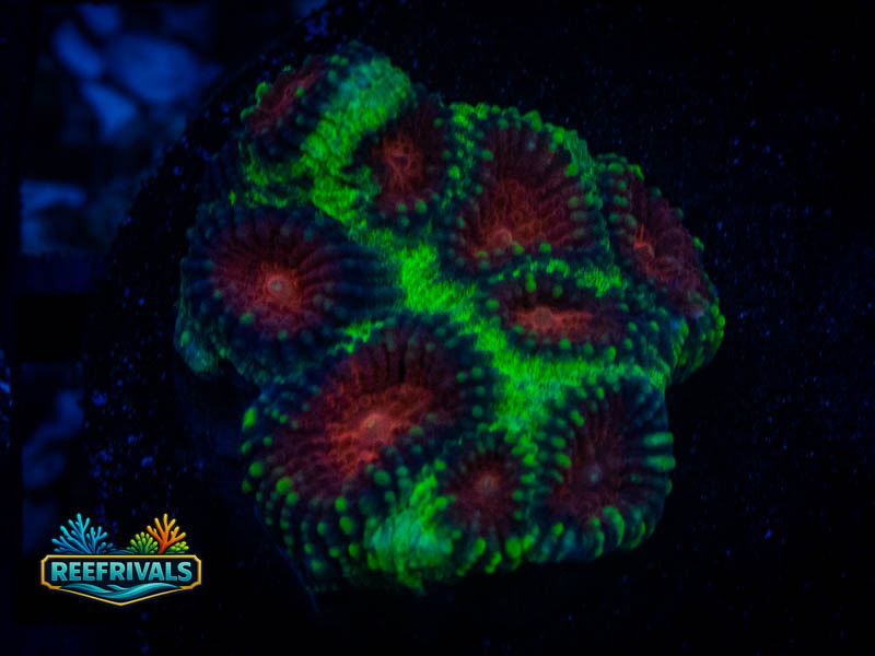 TSA Christmas Favia coral image from ReefRivals, listed as Favia sp. and Favias