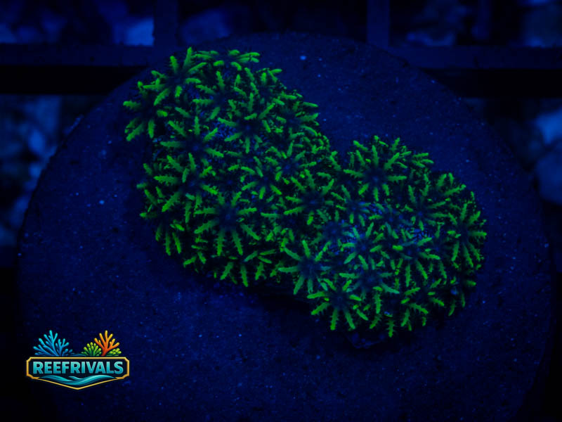 RVL Blue Core GSP coral image from ReefRivals, listed as Clavularia sp. and Soft Coral