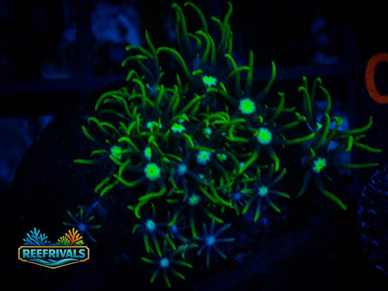RVL Blue Core GSP coral image from ReefRivals, listed as Briareum sp. and Soft Coral
