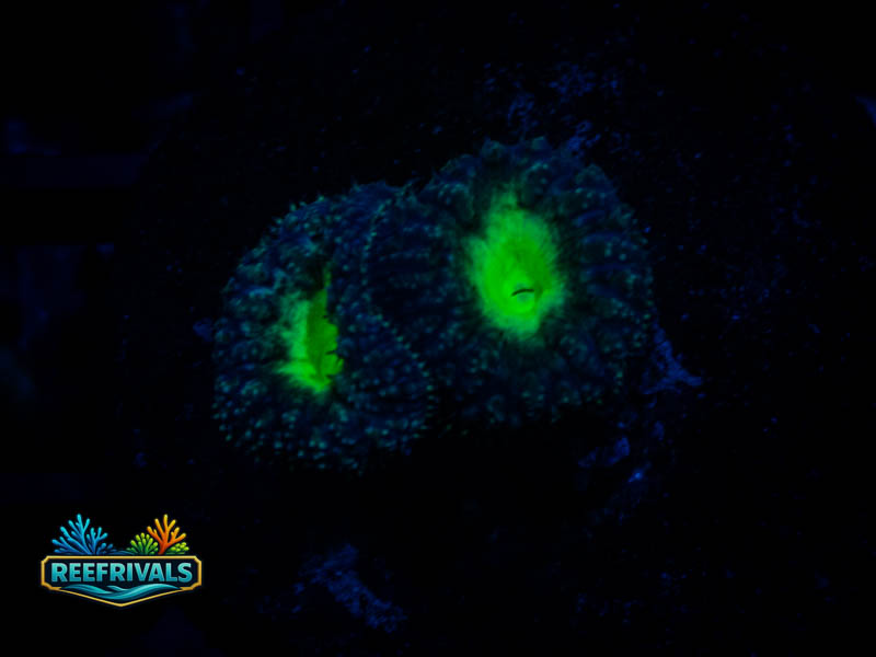 RVL Uranium Blasto WYSIWYG coral image | ReefRivals RVL Uranium Blasto coral image from ReefRivals, listed as Blastomussa sp. and Soft Coral