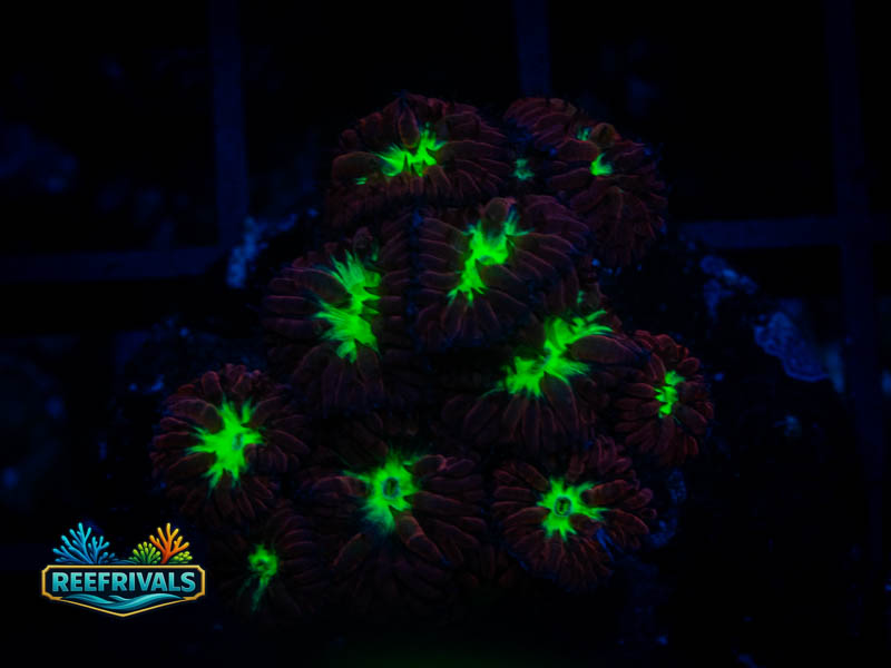 TSA Bouncing Betty Merletti Blasto coral image from ReefRivals, listed as Blastomussa sp. and LPS Fleshy