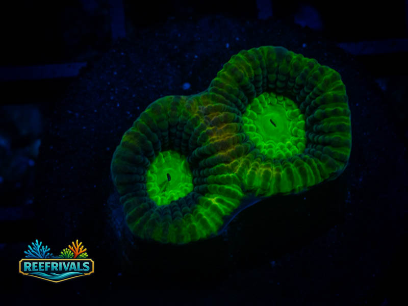 CA Dragon Slayer Favia coral image from ReefRivals, listed as Favia sp. and Favias