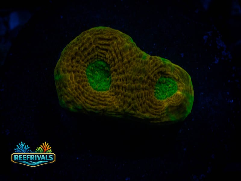 RVL Green Eyed Acan Echinata coral image from ReefRivals, listed as Micromussa sp. and Acans