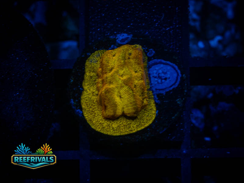 RVL 24K Lepto coral image from ReefRivals, listed as Leptoseris sp. and Encrusting