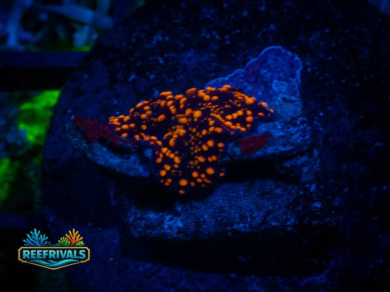 WWC Interstellar Mushroom coral image from ReefRivals, listed as Ricordea yuma and Mushrooms