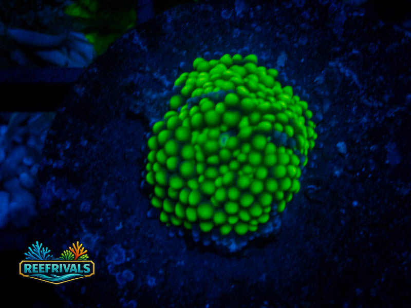 TSA Lime Ricordea Mushroom coral image from ReefRivals, listed as Ricordea yuma and Mushrooms