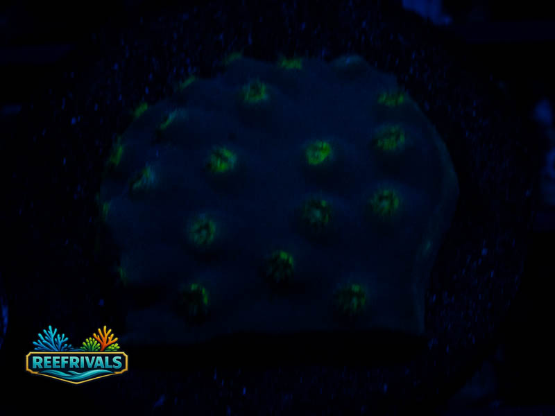 TSA LA Laker Scroll WYSIWYG coral image | ReefRivals TSA LA Laker Scroll coral image from ReefRivals, listed as Cyphastrea sp. and SPS Branching