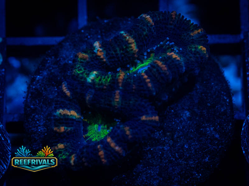 RVL Ultra Striped Acan coral image from ReefRivals, listed as Micromussa sp. and Acans