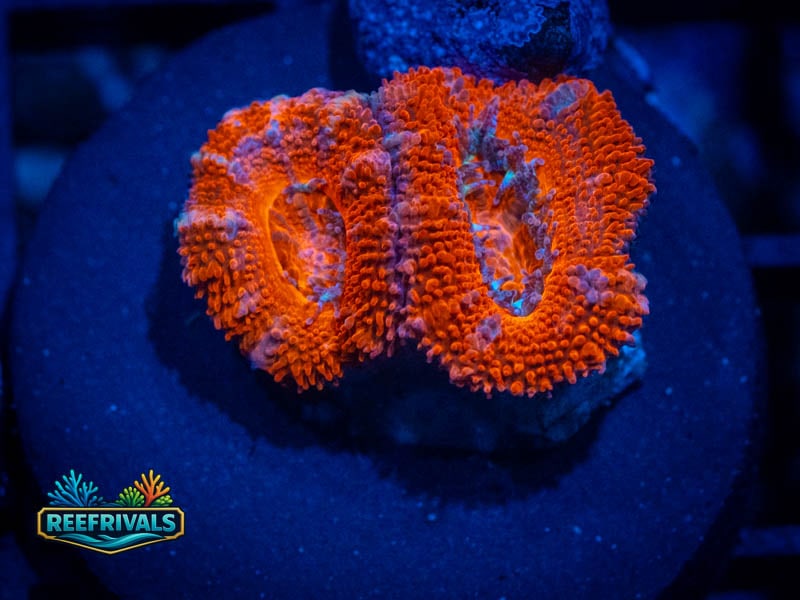 TG Ultra Lord coral image from ReefRivals, listed as Micromussa sp. and Acans