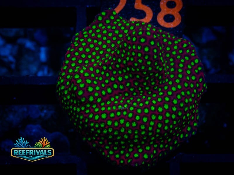 RVL Electric Daisy Stylo coral image from ReefRivals, listed as Stylocoeniella spp. and Soft Coral