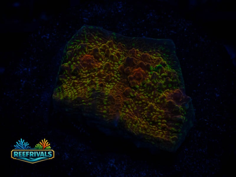 RVL Space Dust Chalice coral image from ReefRivals, listed as Echinophyllia sp. and Soft Coral