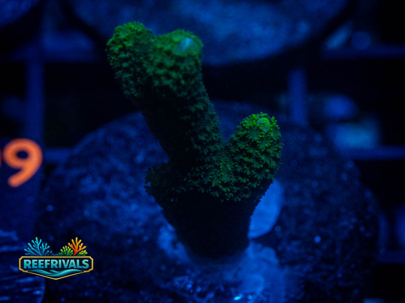 WWC Green Digitata Monti coral image from ReefRivals, listed as Montipora sp. and Montis