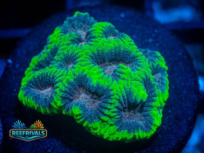 TSA Christmas Favia coral image from ReefRivals, listed as Favia sp. and Favias