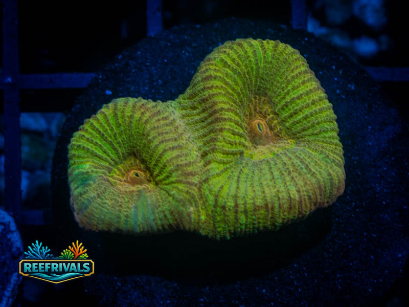 CA 24K Gold Favia WYSIWYG coral image | ReefRivals CA 24K Gold Favia coral image from ReefRivals, listed as Favia sp. and Favias