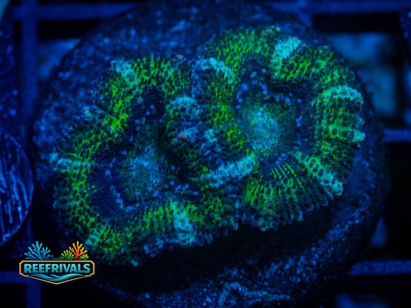 RVL Ocean Blue Acan coral image from ReefRivals, listed as Micromussa sp. and Acans