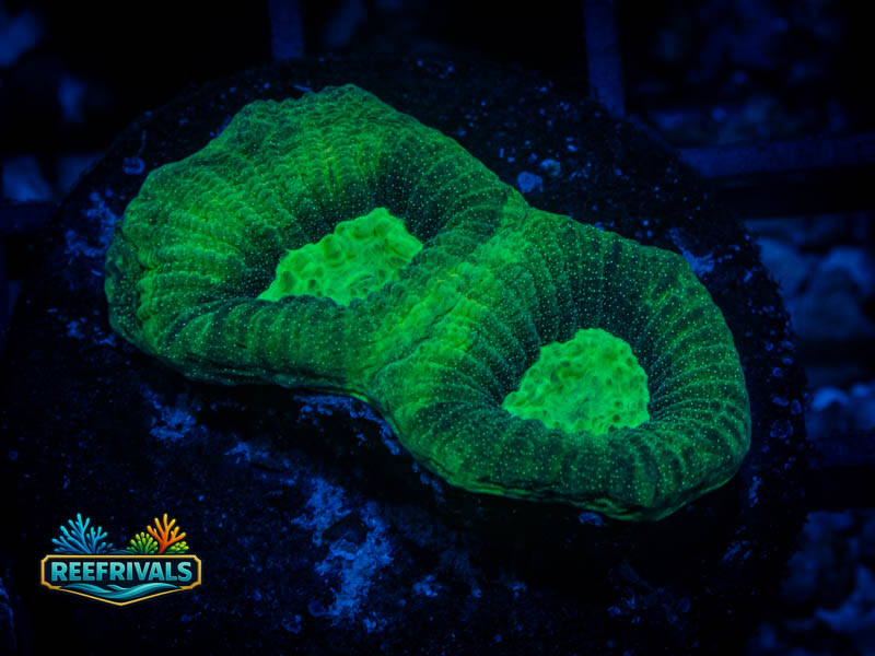 RVL Toxic Green Favia coral image from ReefRivals, listed as Favia sp. and Favias