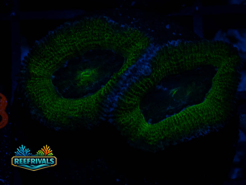 RVL Green Eyed Acan coral image from ReefRivals, listed as Micromussa sp. and Acans