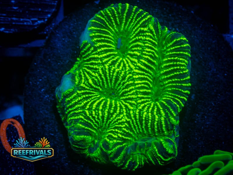 JF High Voltage Platy coral image from ReefRivals, listed as Platygyra sp. and Encrusting