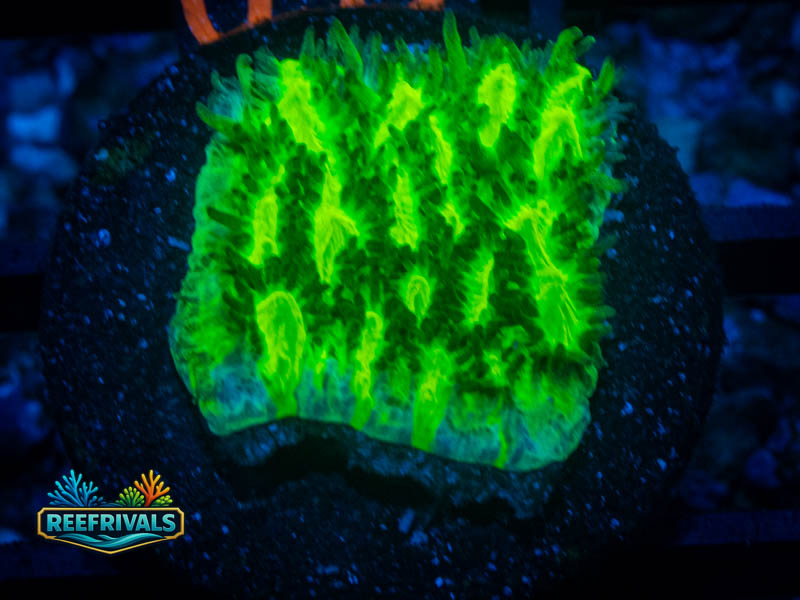 TSA Lemon Lime Hydnophora coral image from ReefRivals, listed as Hydnophora sp. and SPS Branching