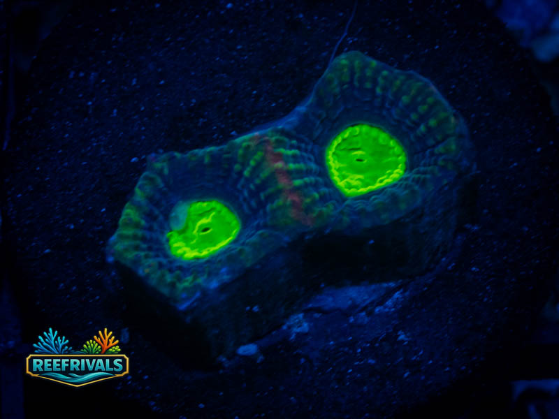 TG Dragon Souls Favia coral image from ReefRivals, listed as Favia sp. and Favias