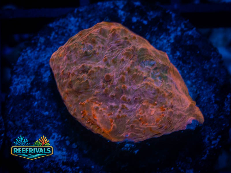 TG Goldschlager Chalice coral image from ReefRivals, listed as Echinophyllia sp. and Chalices