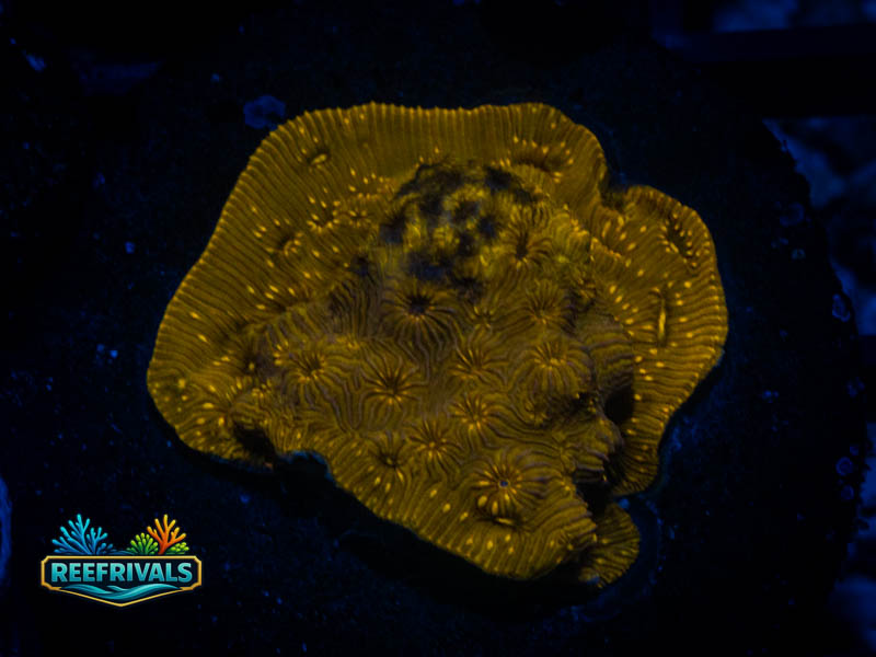 WWC Golden Pavona WYSIWYG coral image | ReefRivals WWC Golden Pavona coral image from ReefRivals, listed as Pavona sp. and SPS Plating