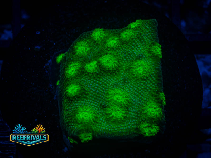 CA Hollywood Stunner Chalice WYSIWYG coral image | ReefRivals CA Hollywood Stunner Chalice coral image from ReefRivals, listed as Echinophyllia sp. and Chalices