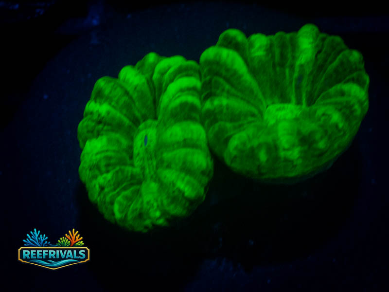TSA Kryptonite Candy Cane WYSIWYG coral image | ReefRivals TSA Kryptonite Candy Cane coral image from ReefRivals, listed as Caulastrea sp. and LPS Branching