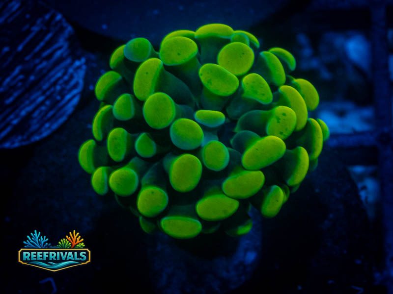 RL Holy Grail Hammer coral image from ReefRivals, listed as Fimbriaphyllia ancora and Hammers