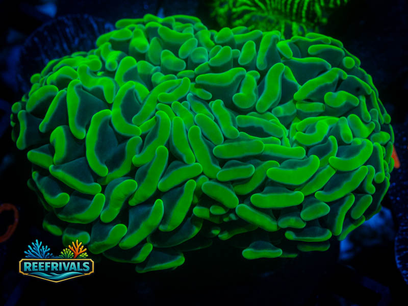 CC Neon Pulse Hammer coral image from ReefRivals, listed as Fimbriaphyllia ancora and Hammers