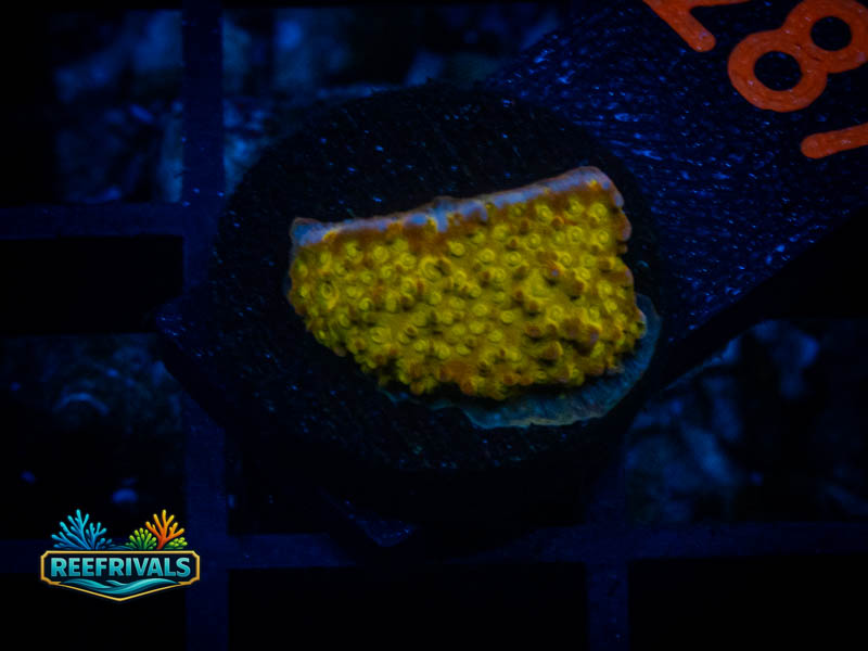 FF Fields of Gold monti WYSIWYG coral image | ReefRivals FF Fields of Gold monti coral image from ReefRivals, listed as Montipora sp. and Montis