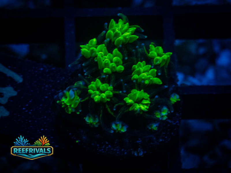 WWC Lemonade galaxia coral image from ReefRivals, listed as Zoanthus sp. and Zoas