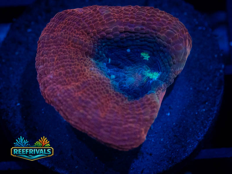 RVL Ultra Bowerbanki coral image from ReefRivals, listed as Micromussa sp. and Acans