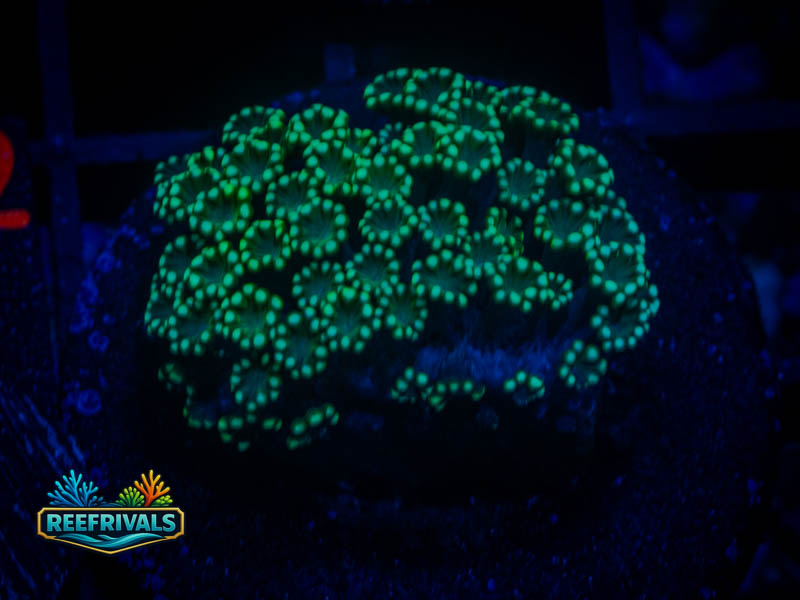 TSA Aussie Spearmint Alveopora coral image from ReefRivals, listed as Alveopora sp. and LPS Fleshy