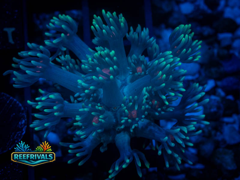 WWC North Star Goni coral image from ReefRivals, listed as Goniopora sp. and Gonis