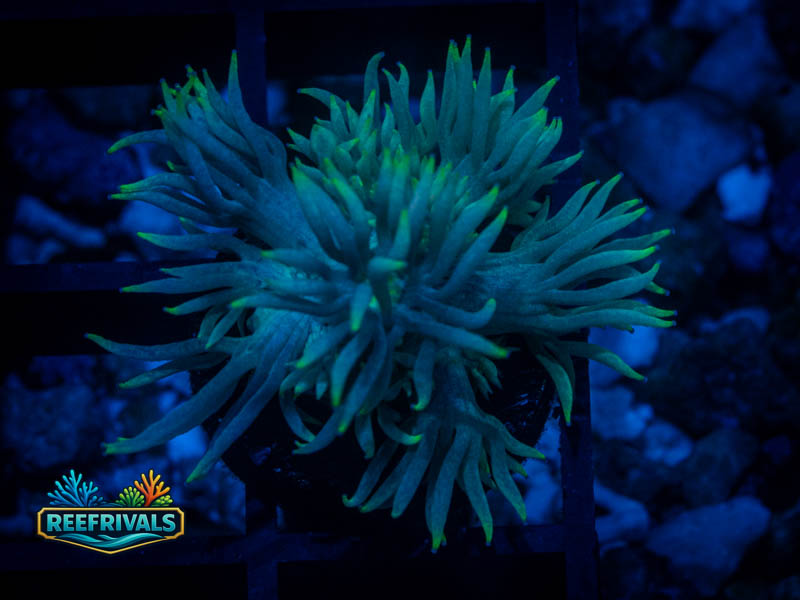 RVL Translucent Goni coral image from ReefRivals, listed as Goniopora sp. and Gonis