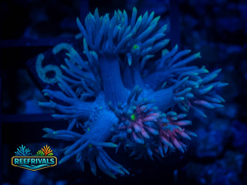 TG Rainbow Dash Goni coral image from ReefRivals, listed as Goniopora sp. and Gonis