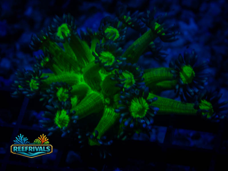 WWC Shadow Flame Goni coral image from ReefRivals, listed as Goniopora sp. and Gonis