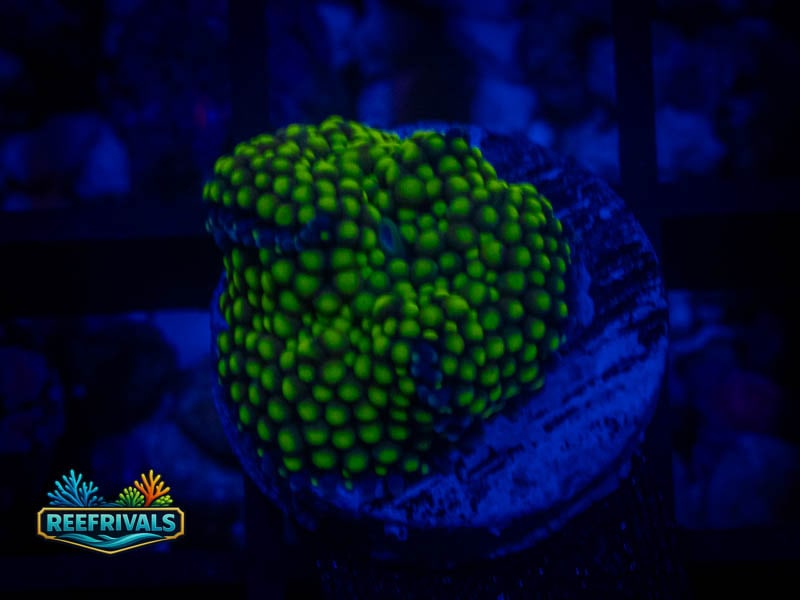 TSA Lime Ricordia Mushroom coral image from ReefRivals, listed as Discosoma sp. and Mushrooms