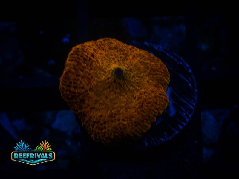 RVL Orange Discosoma Mushroom coral image from ReefRivals, listed as Discosoma spp. and Mushrooms