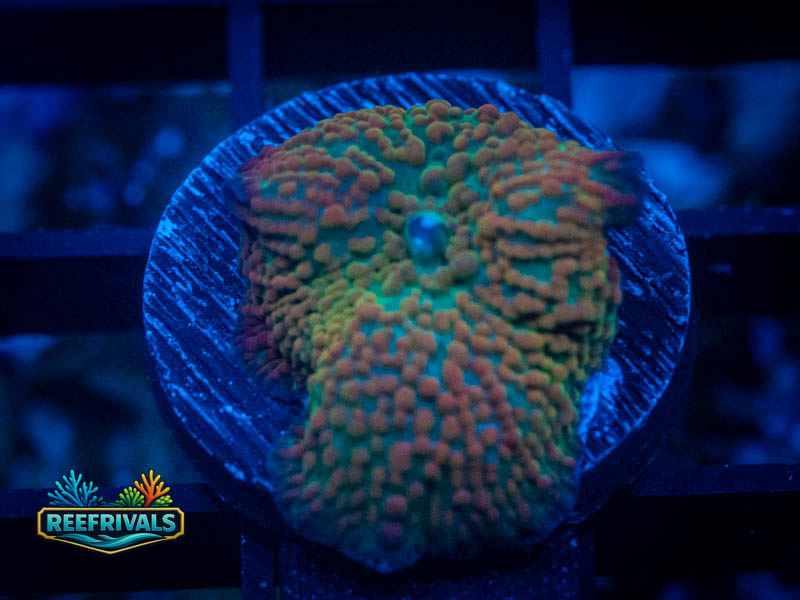 ARC Superman Rhodactis Mushroom coral image from ReefRivals, listed as Rhodactis spp. and Mushrooms